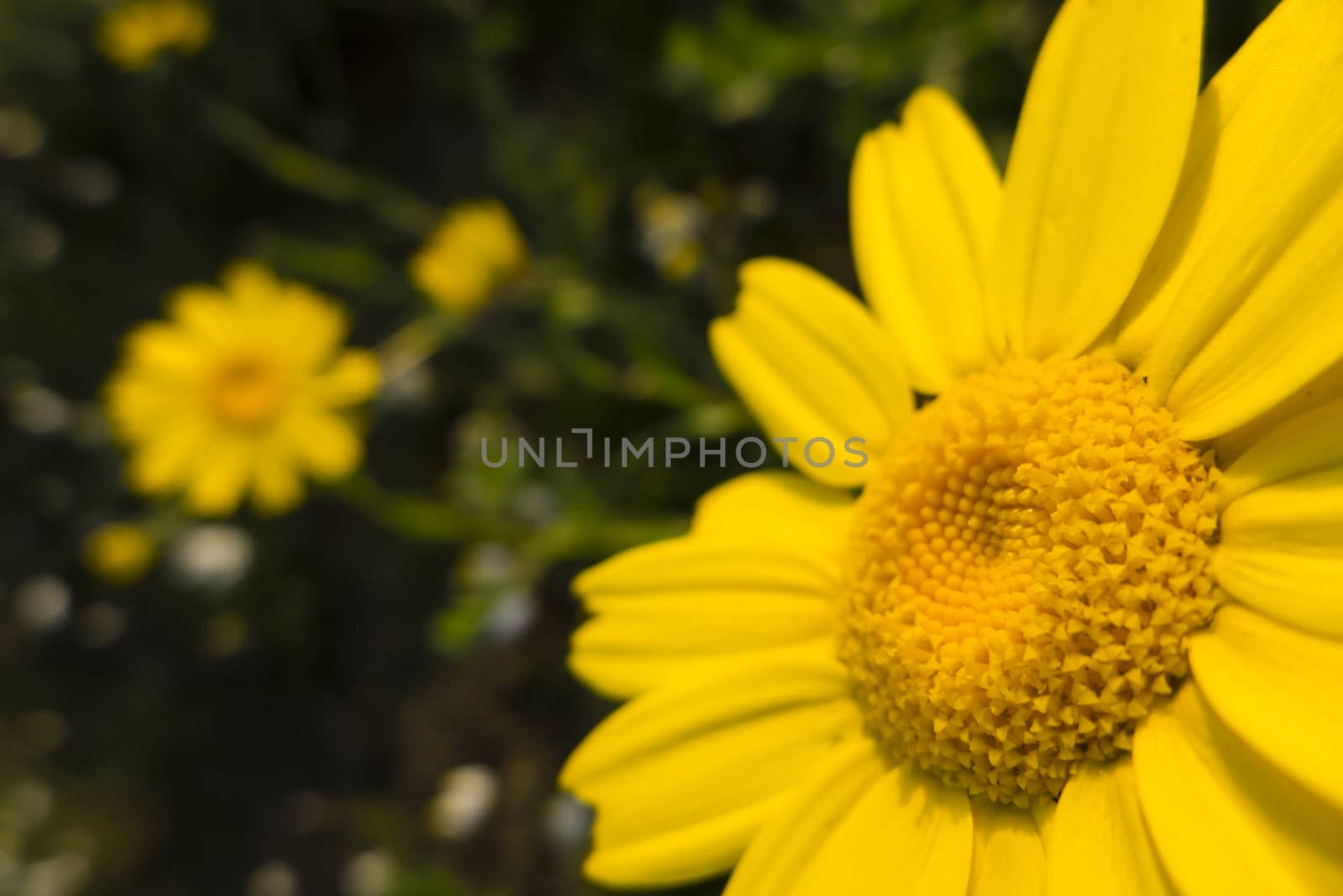 Yellow flowers in full bloom in Spring