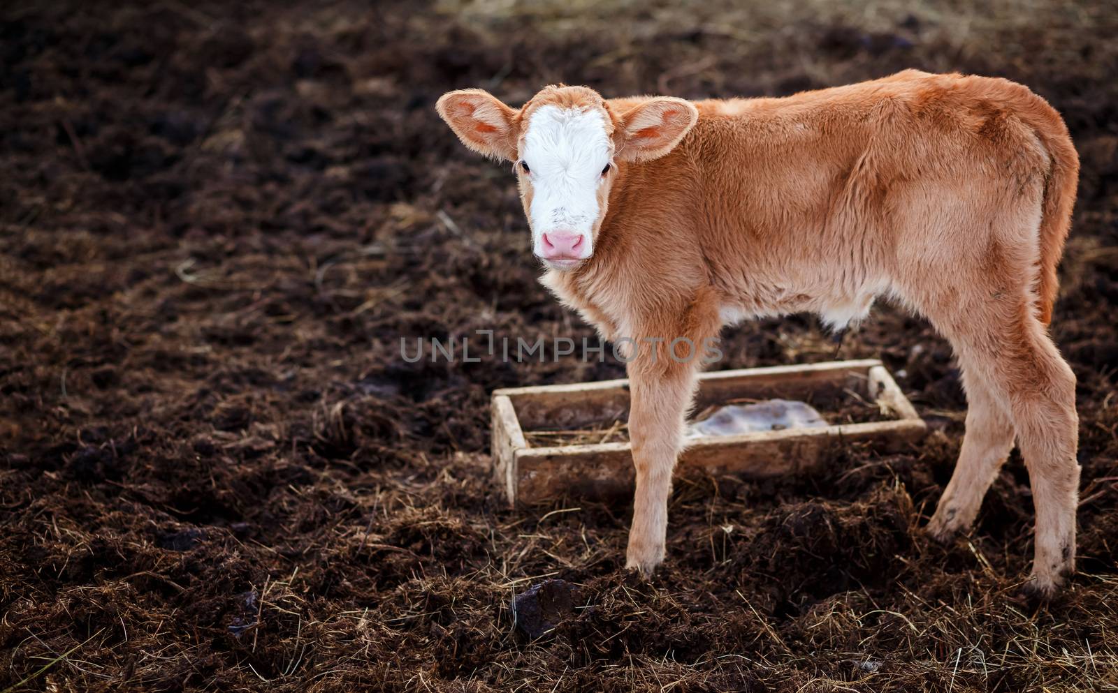 Calf in middle of feedlot manure, next to tub for water. by Maynagashev