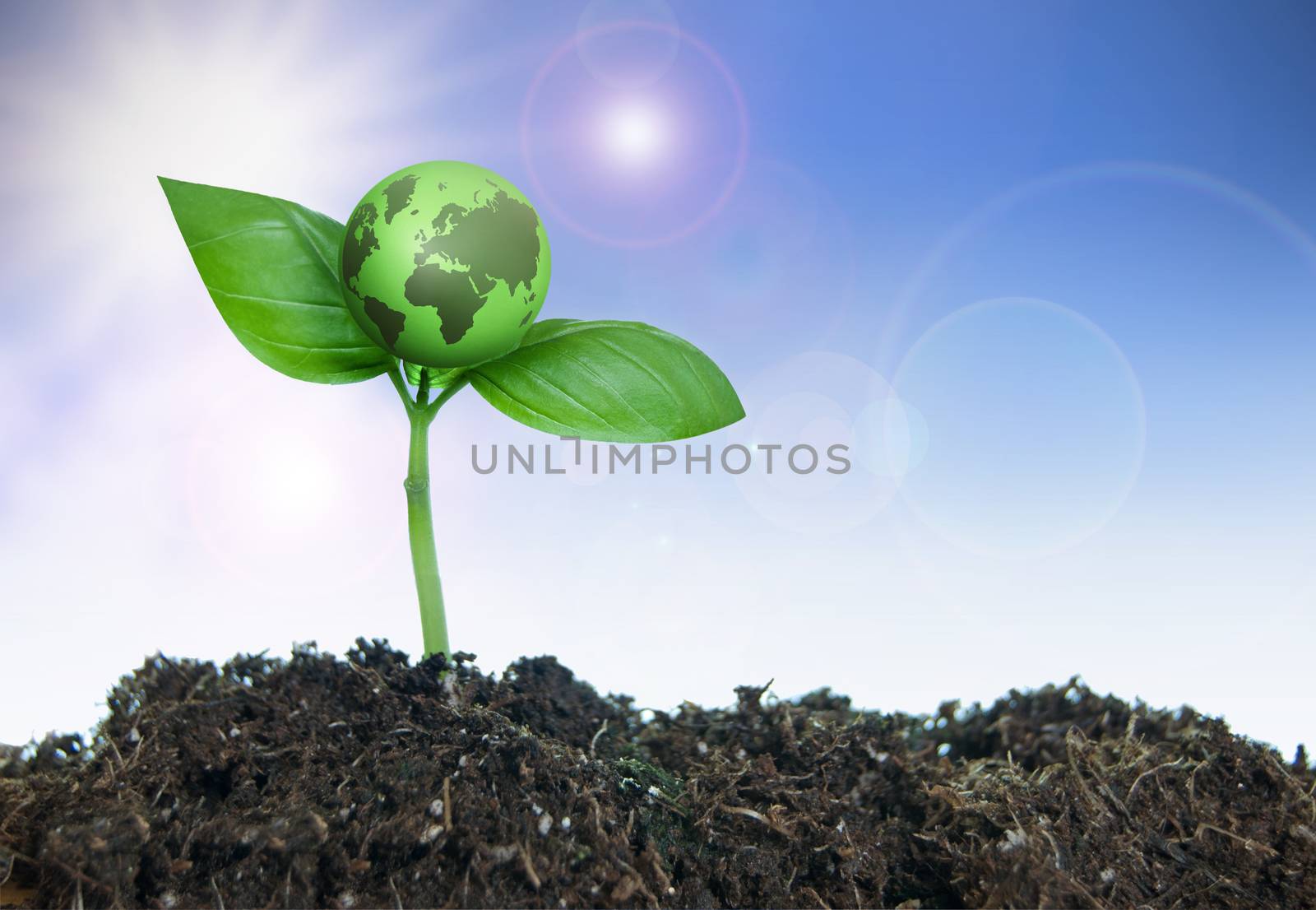 Small green earth growing from a plant seedling 