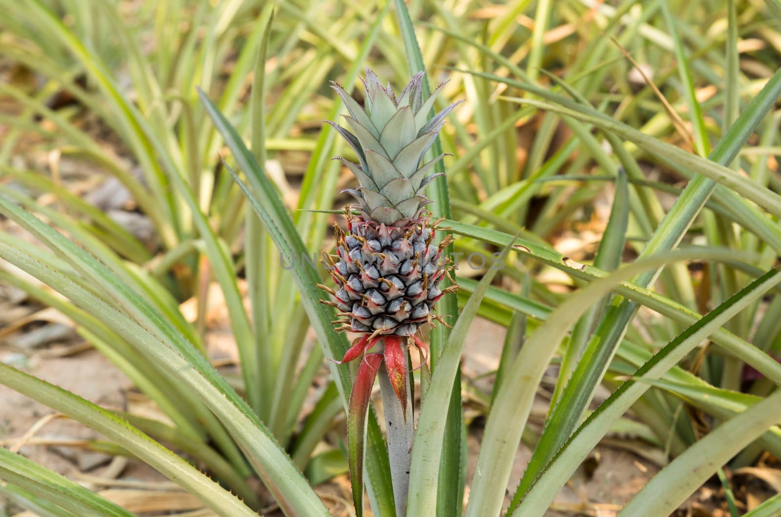 Pineapple tropical fruit growing in a farm