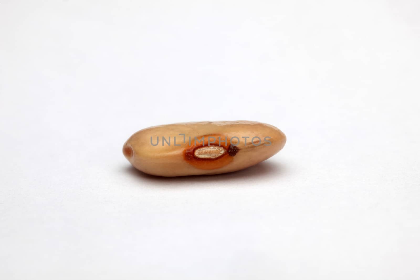 Bean on white background