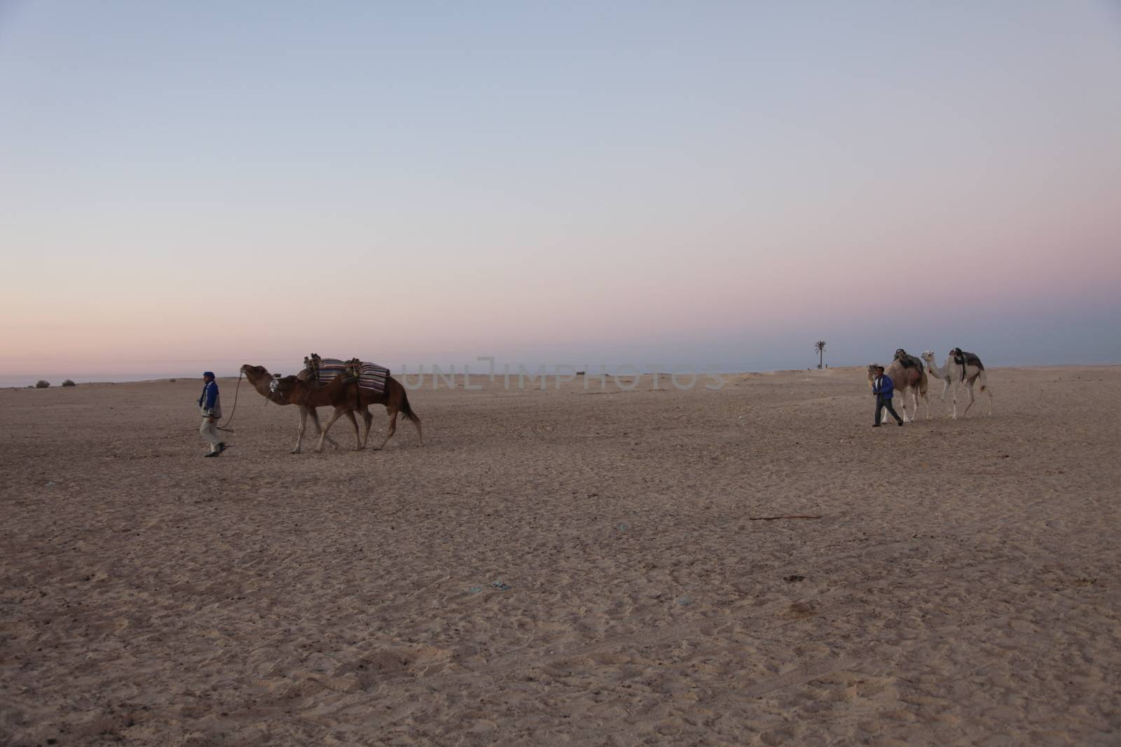 Morning in Sahara desert