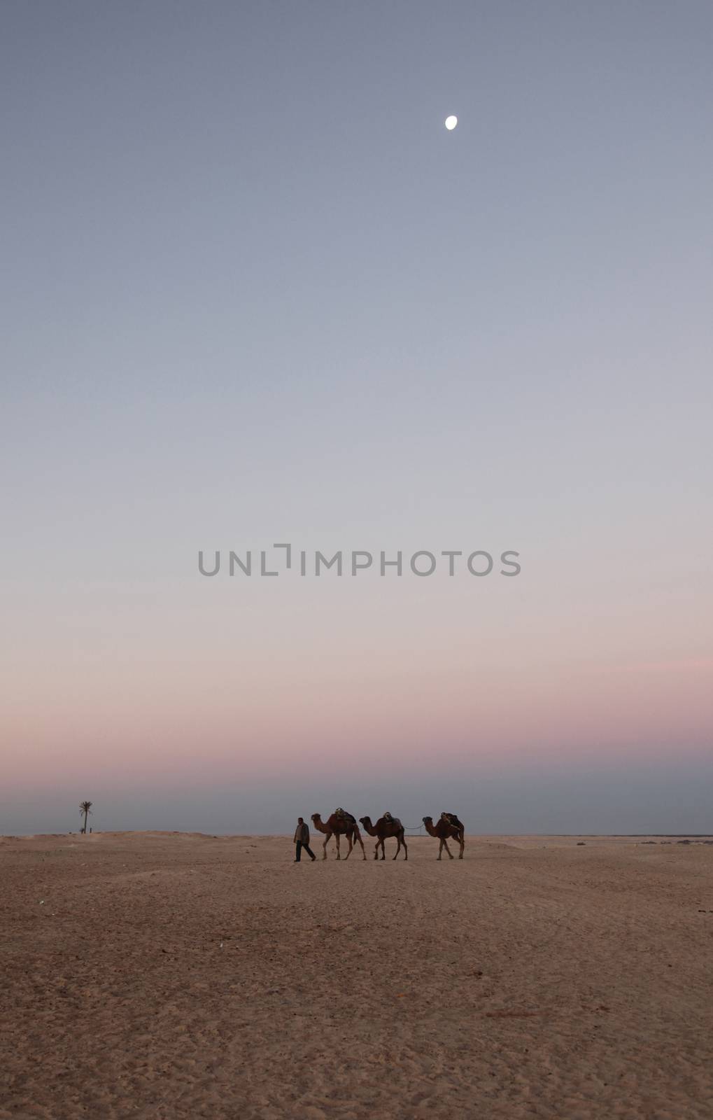 Morning in Sahara desert