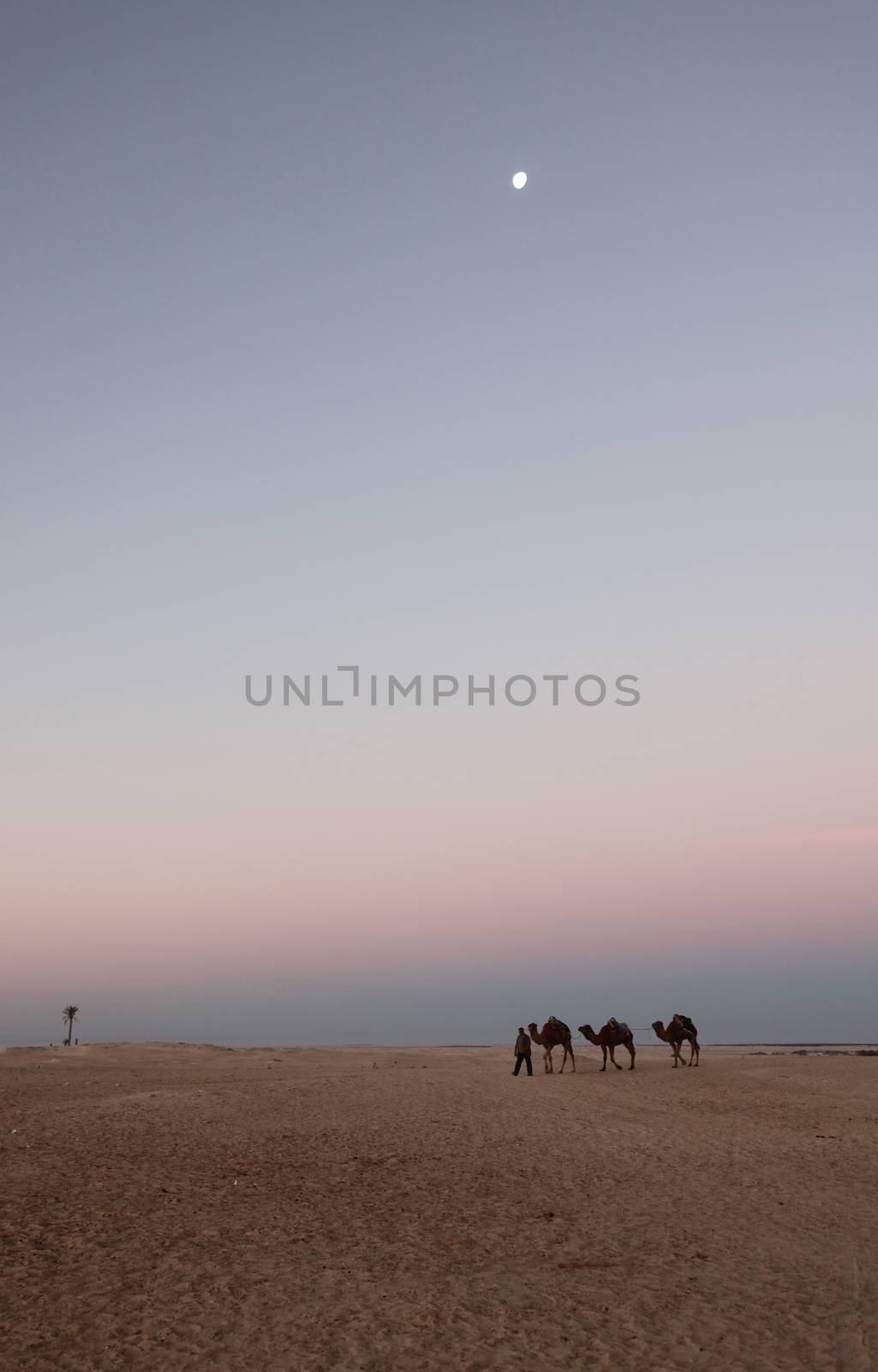 Morning in Sahara desert
