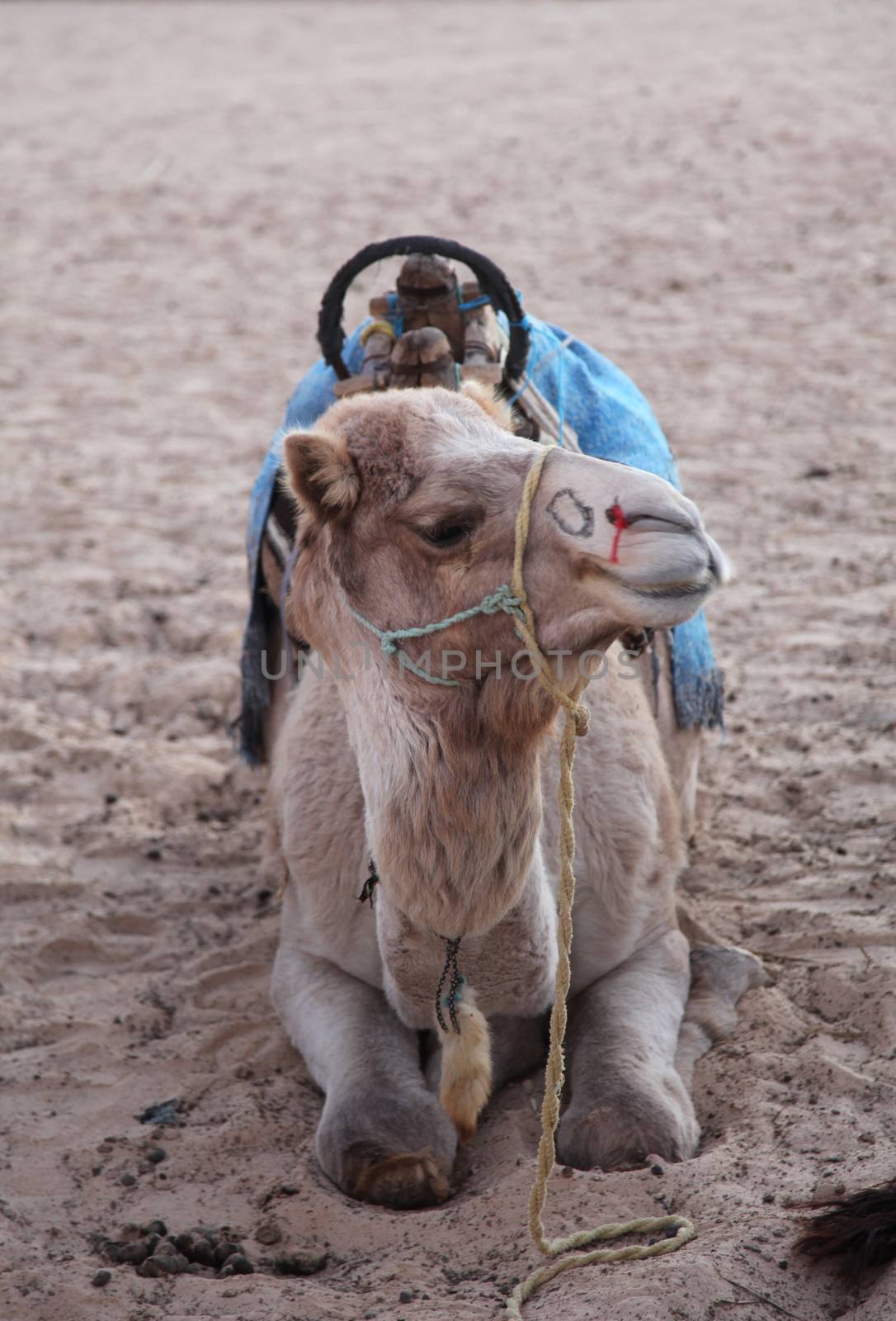 Morning in Sahara desert