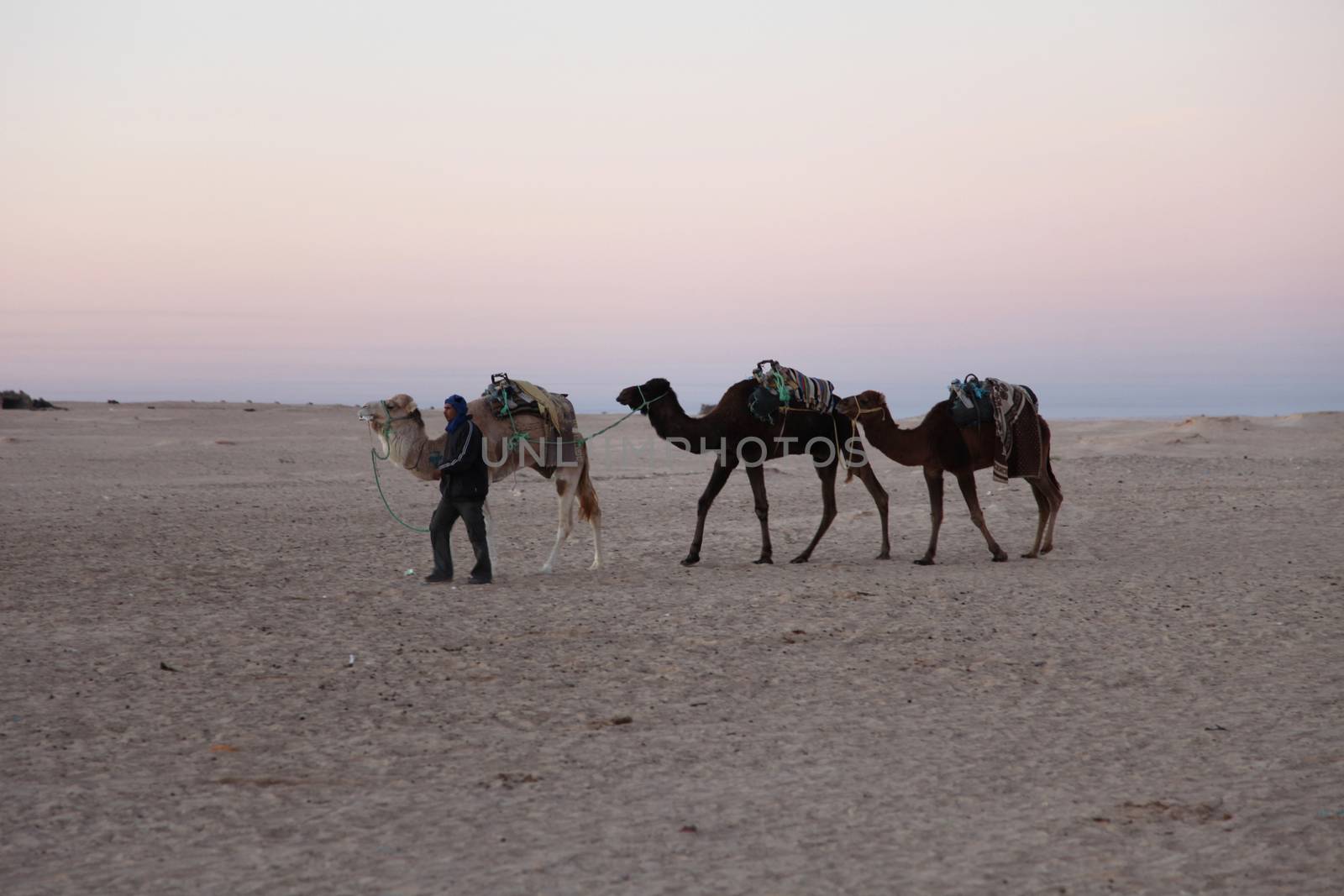 Morning in Sahara desert