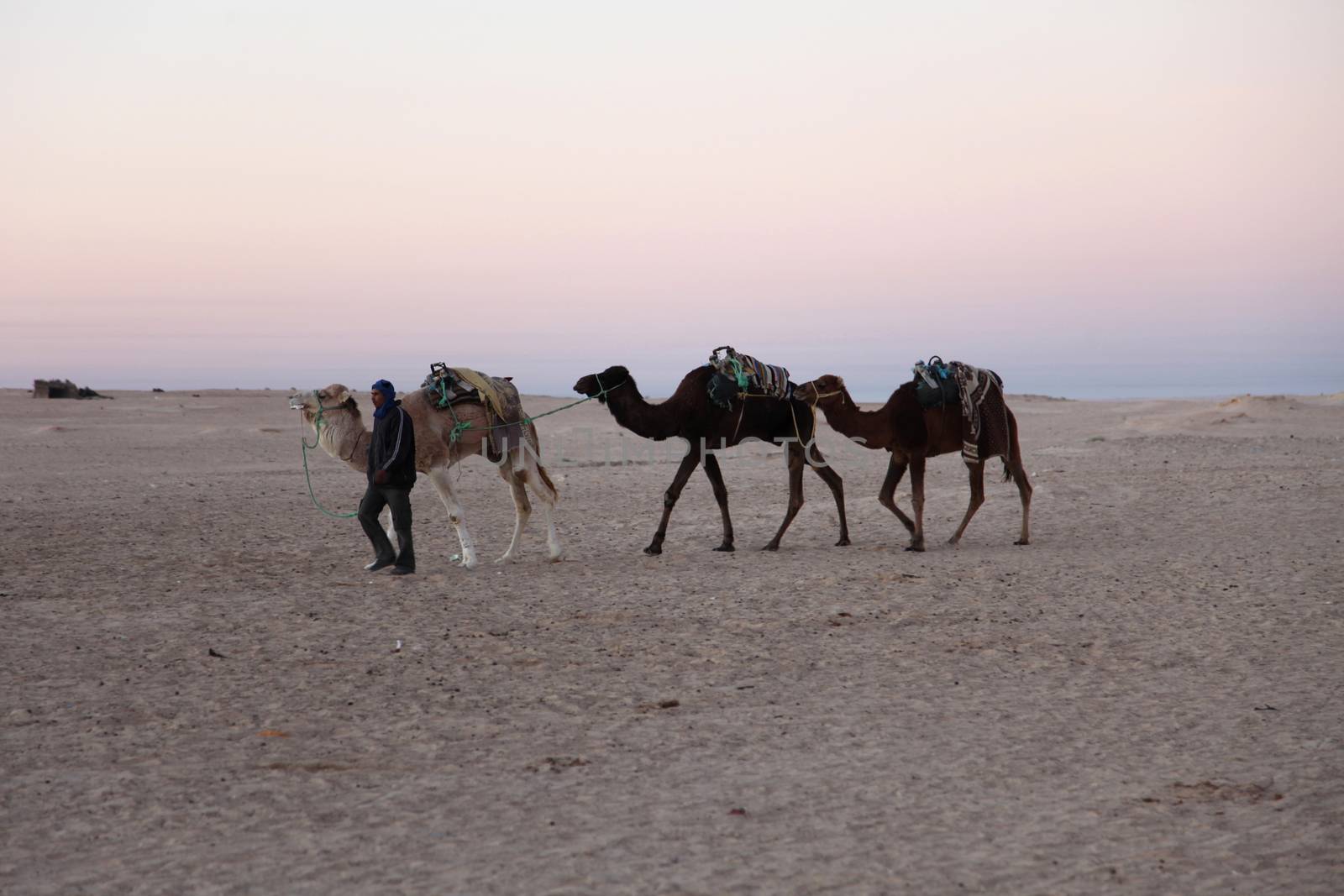 Morning in Sahara desert