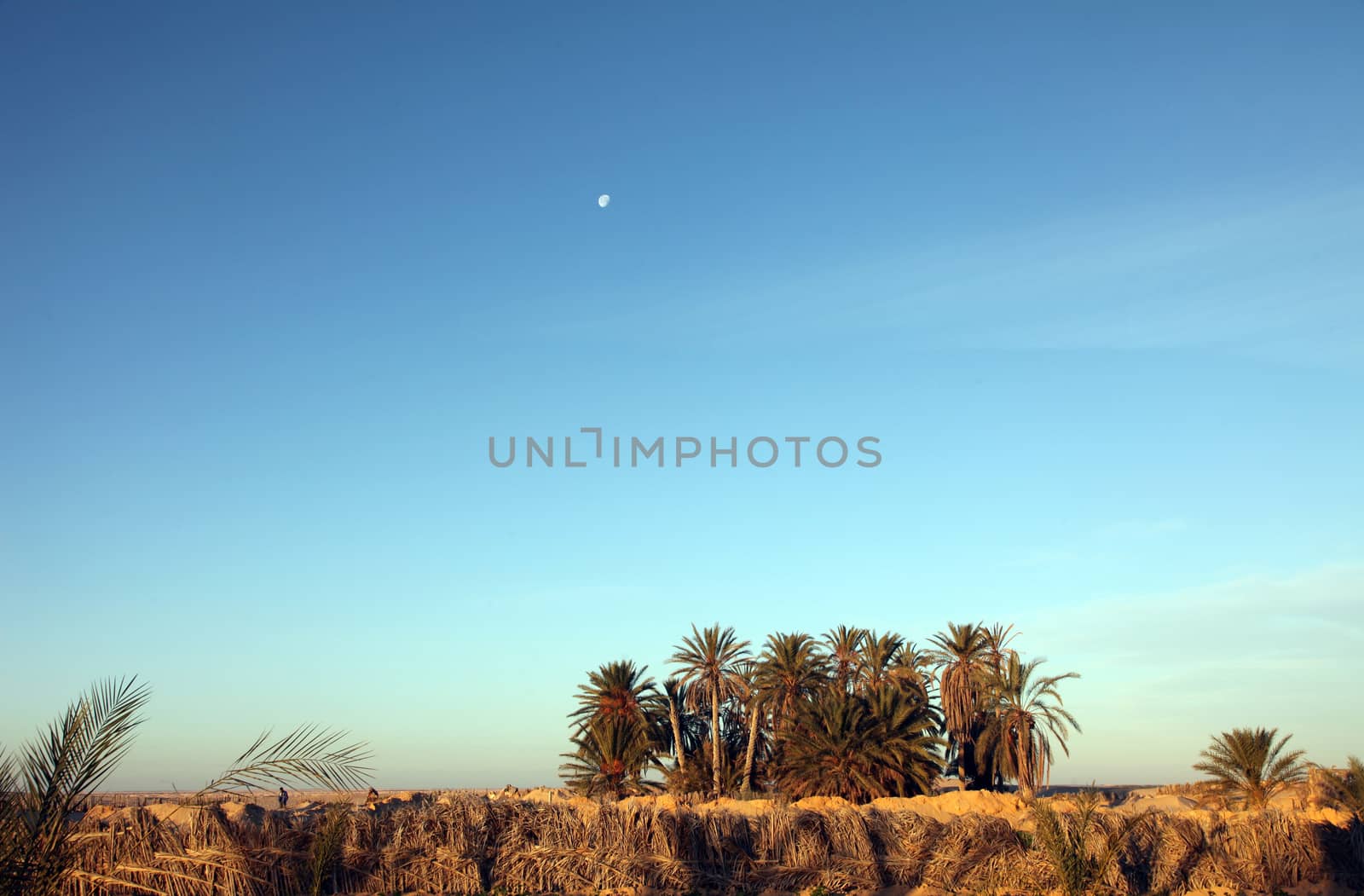 Morning in Sahara desert