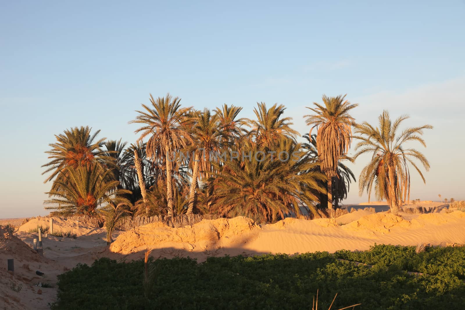 Morning in Sahara desert