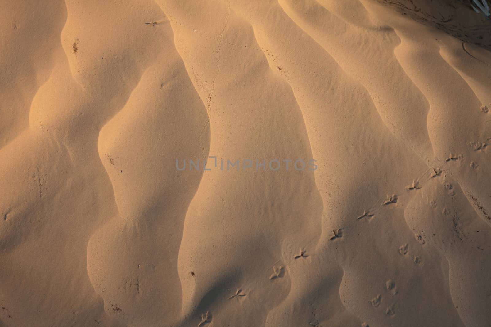 Wind textures on sand in Sahara