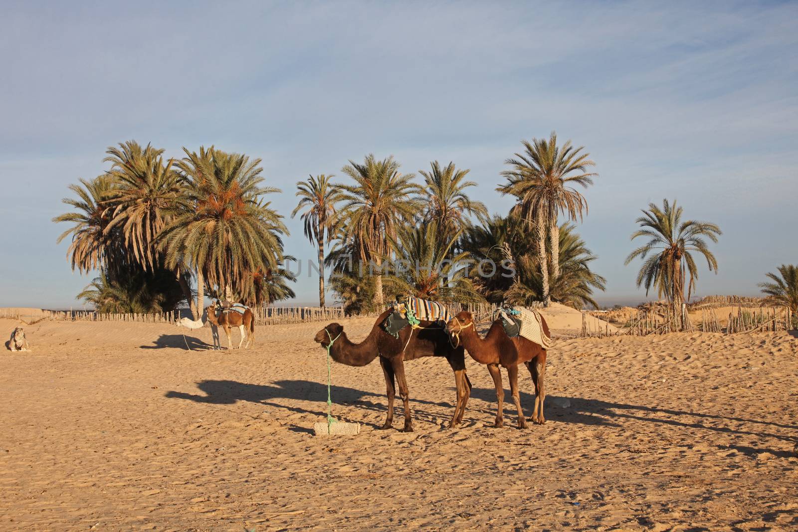 Camels in Sahara desert-Tunisia
