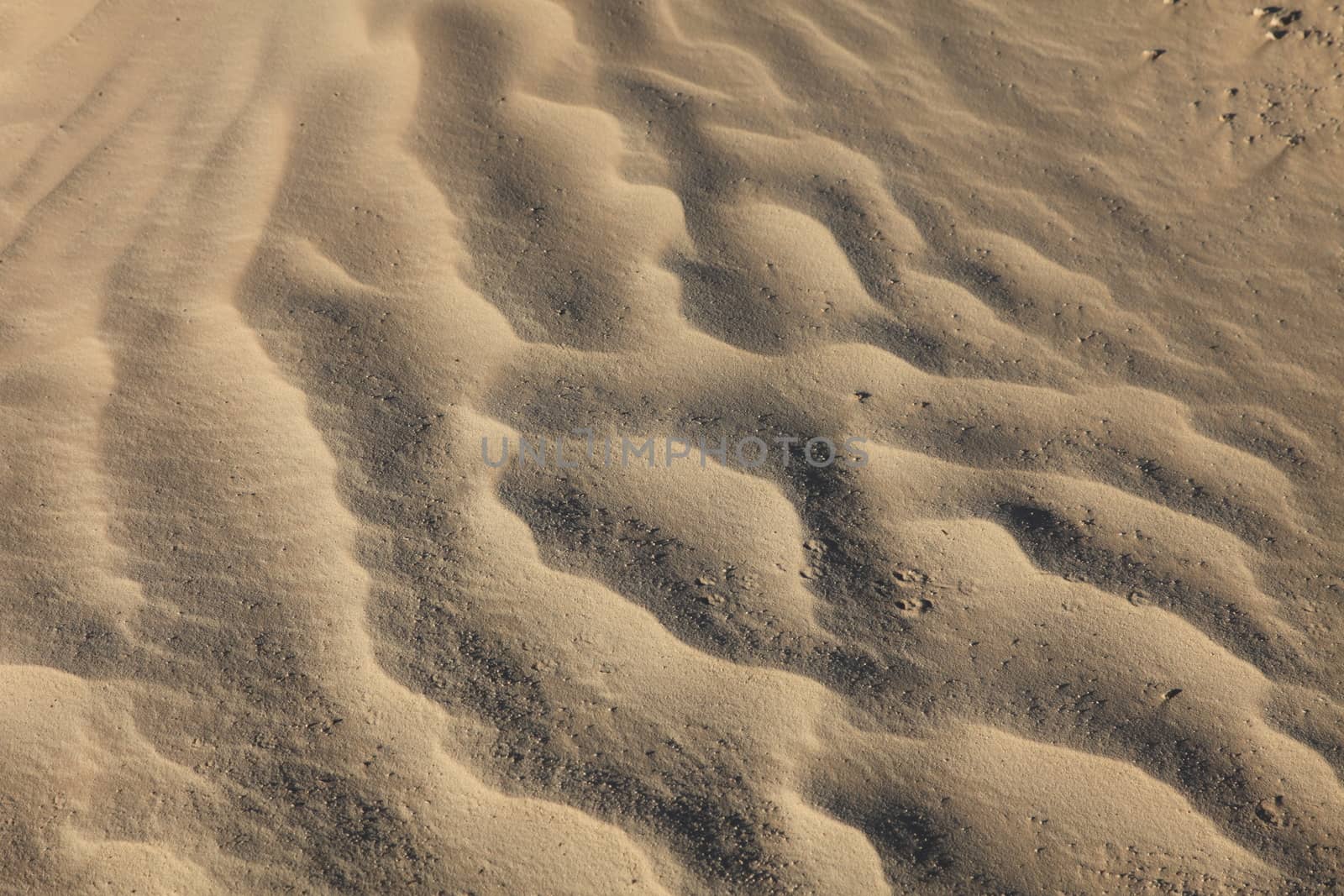 Wind textures on sand in Sahara