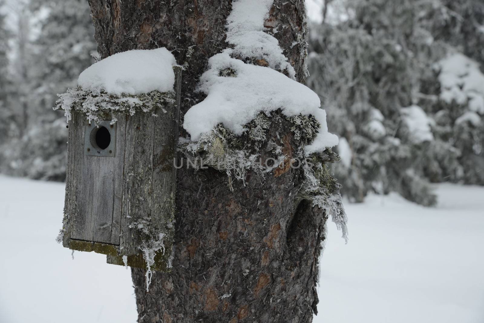 Birdhouse with Snow in a Winter Garten