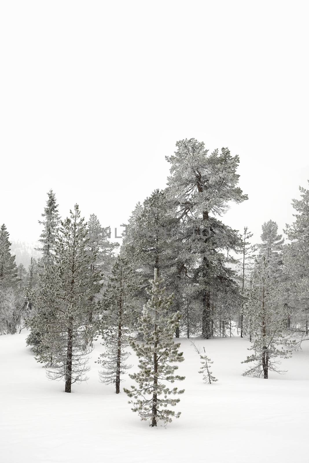 Trees covered with snow by a40757