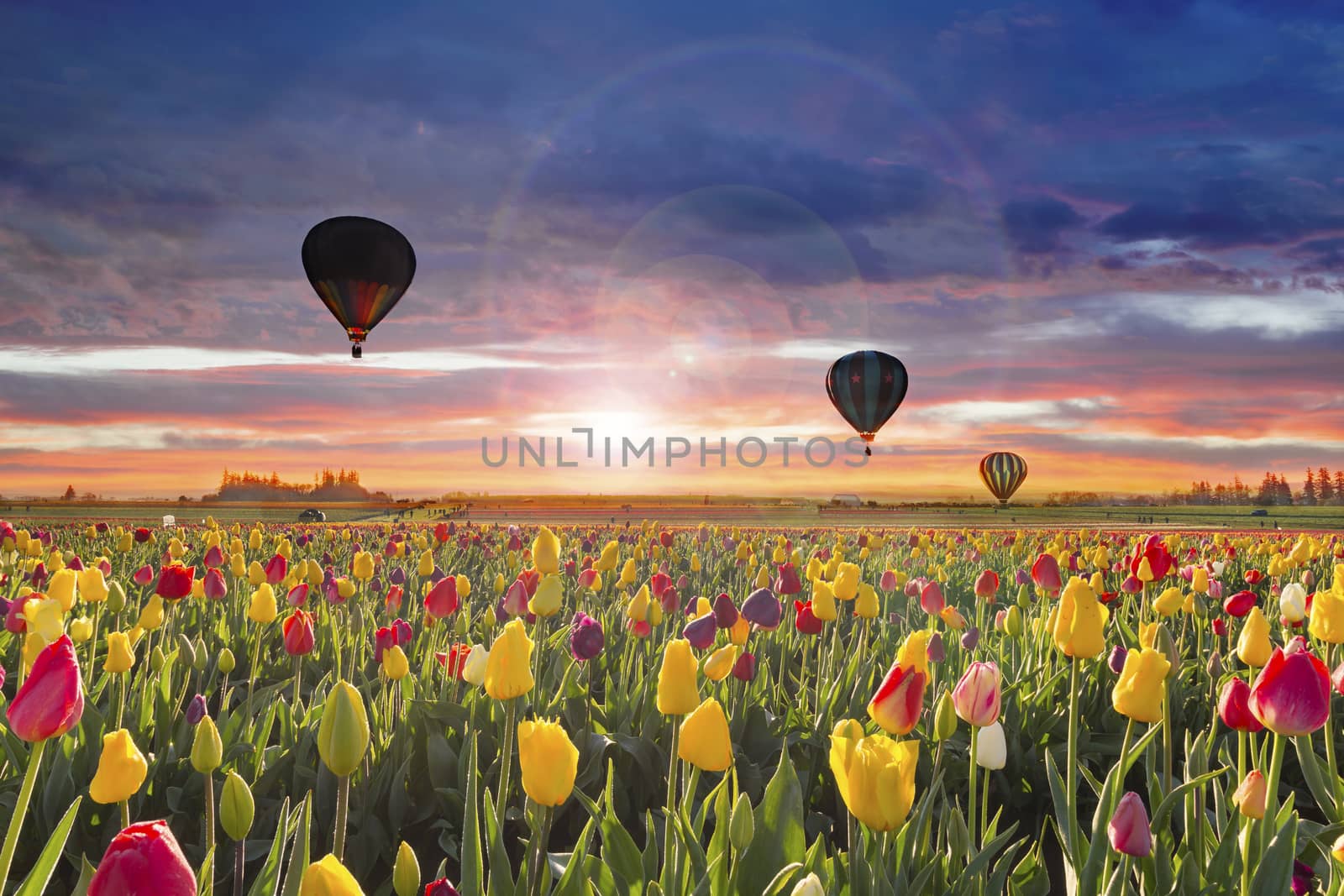 Hot Air Balloons at Dawn by Davidgn