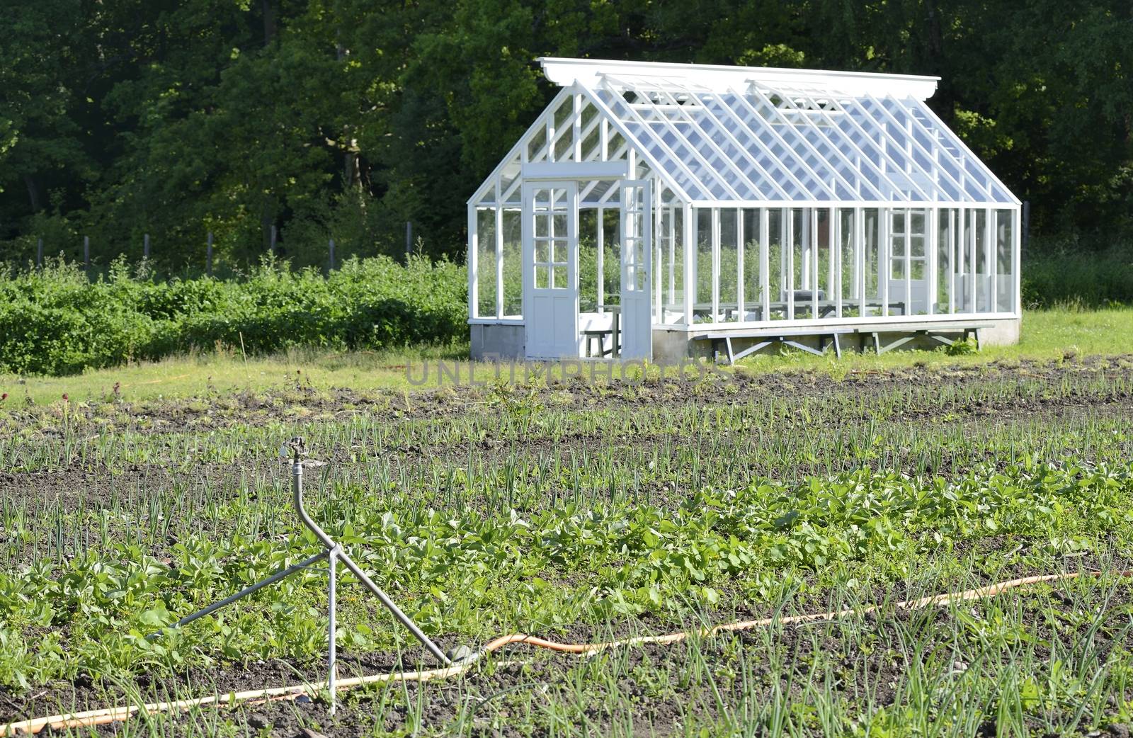 A green house full of plants.