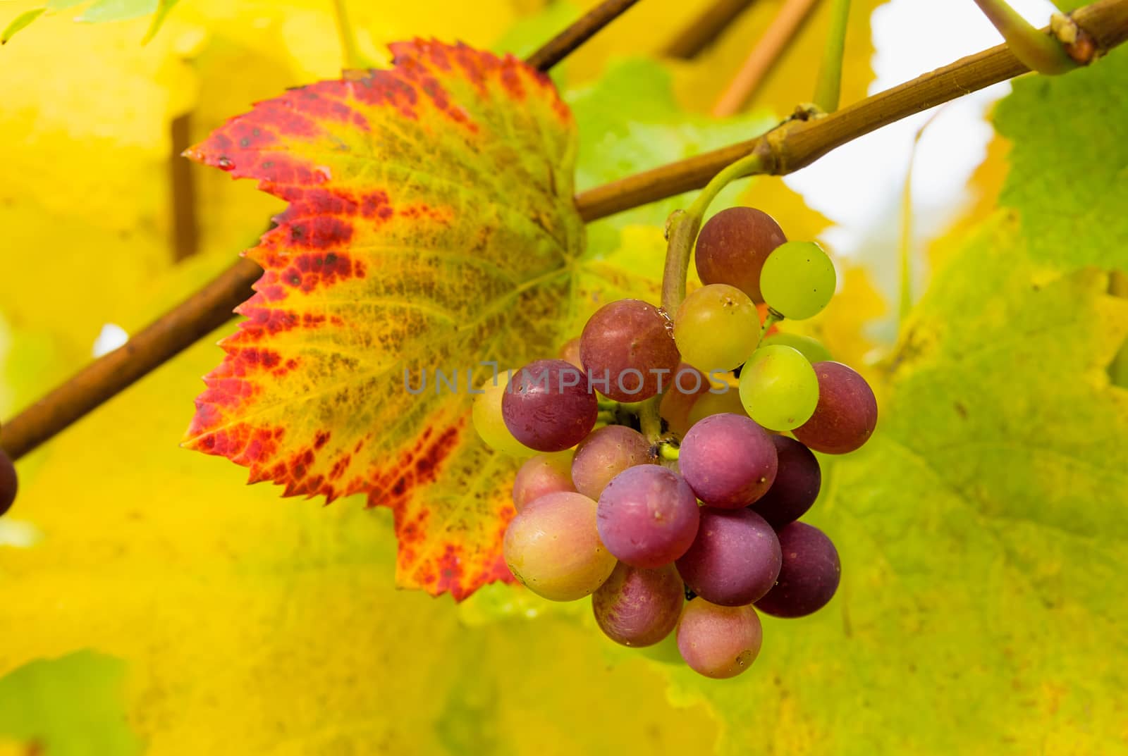 Wine Grapes on Grapevine Closeup by Davidgn