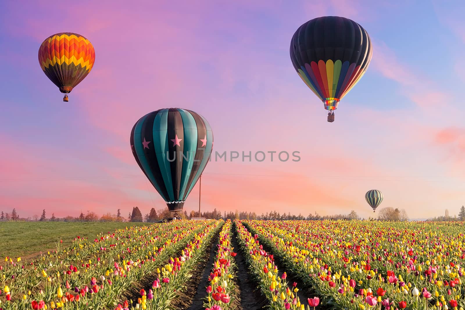 Hot Air Balloons at Tulip Fields by Davidgn