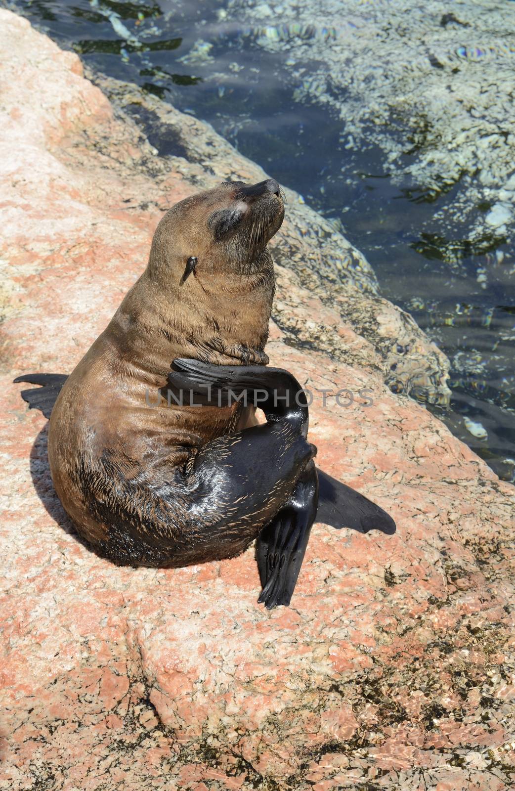 Grey seal by a40757