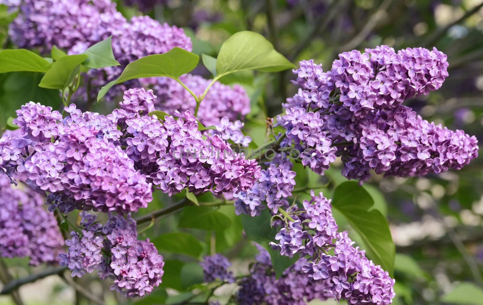 A lovely lilac in sun light.