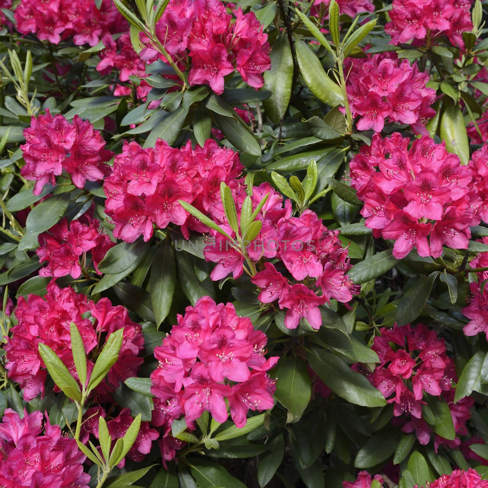 Rhododendron by a40757