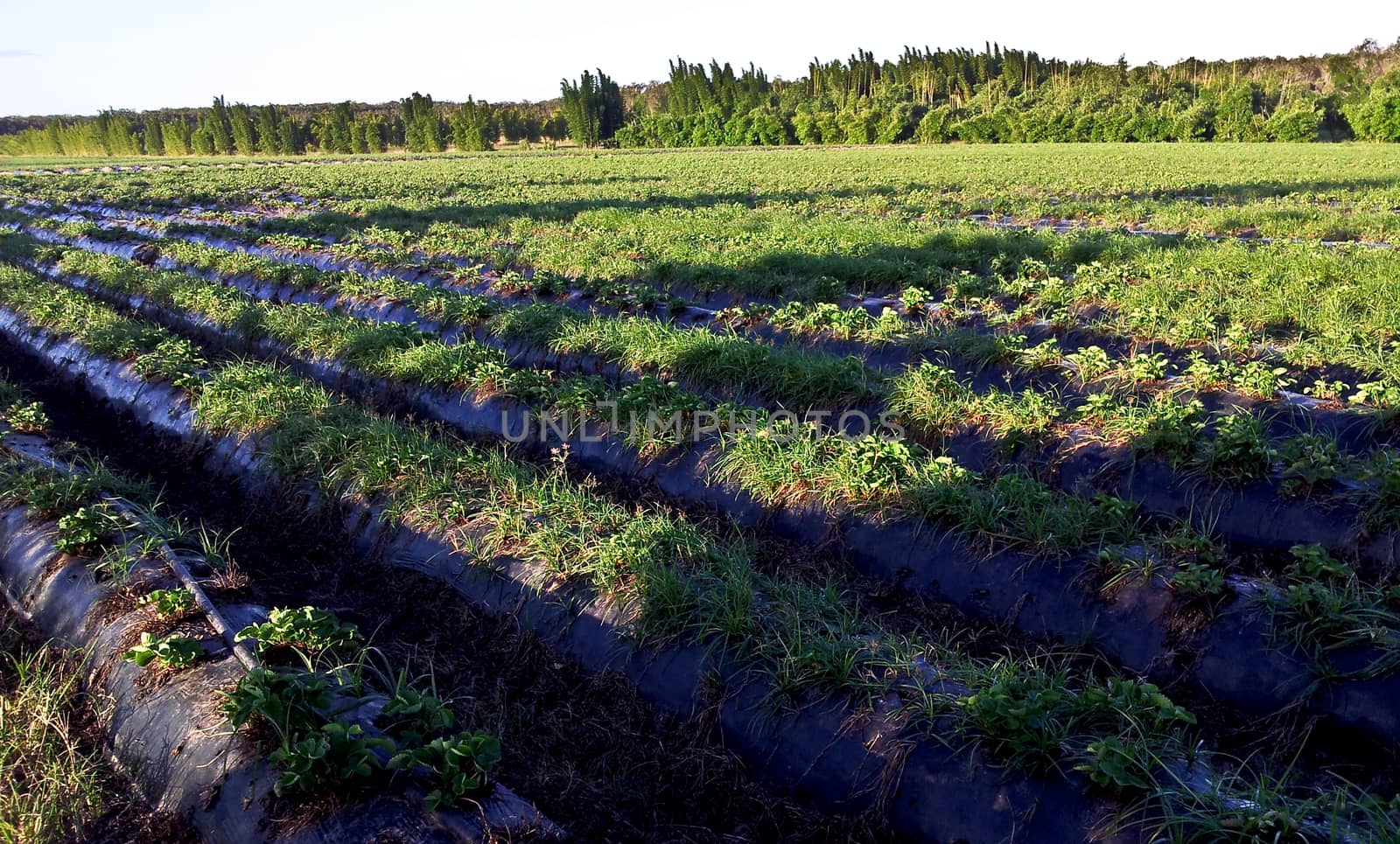 A strawberry farm under sunlight