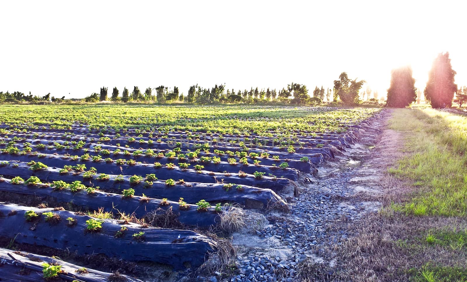 A strawberry farm with a path under sunlight