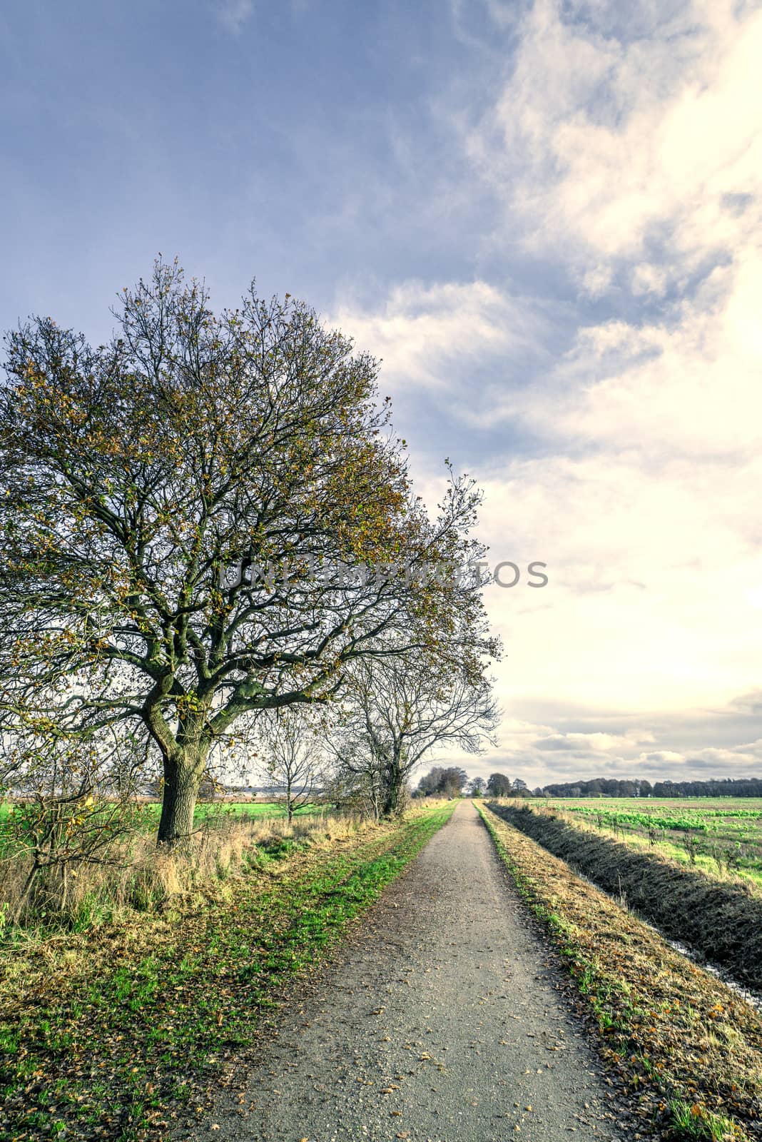 Trees by a nature path by Sportactive