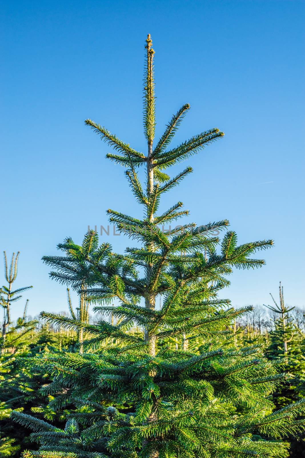 Christmas tree at a plantation with blue sky by Sportactive