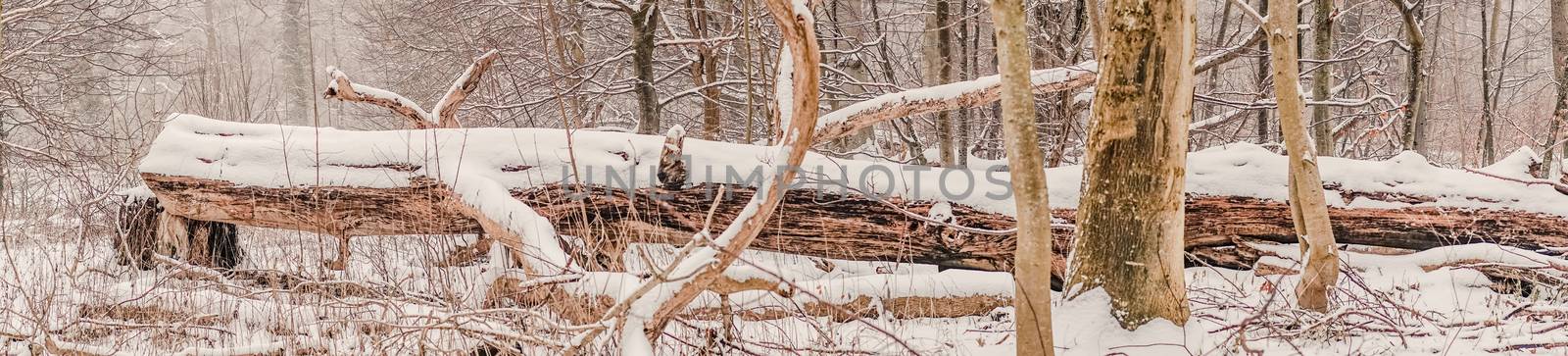 Panorama with a large tree log covered with snow in the forest