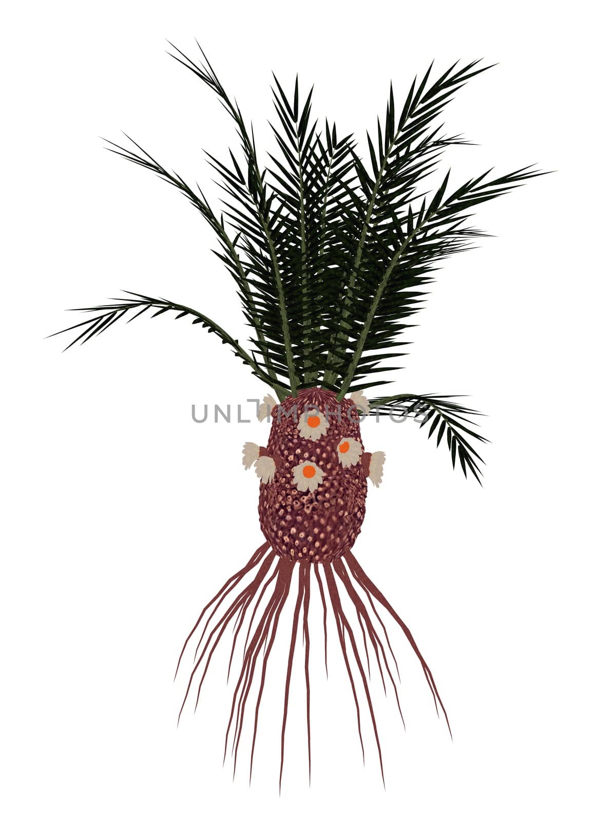 Cycadeoidea gigantea prehistoric plant isolated in white background - 3D render