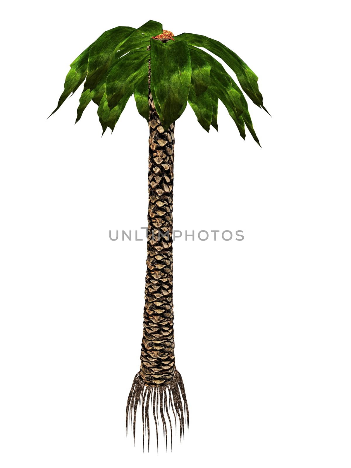 Bjuvia simplex prehistoric tree isolated in white background - 3D render