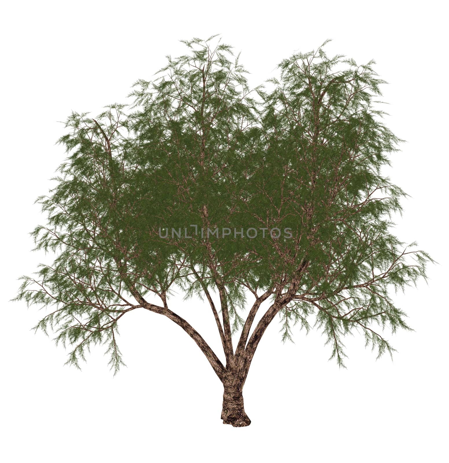 French tamarisk, tamarix gallica, tree isolated in white background - 3D render
