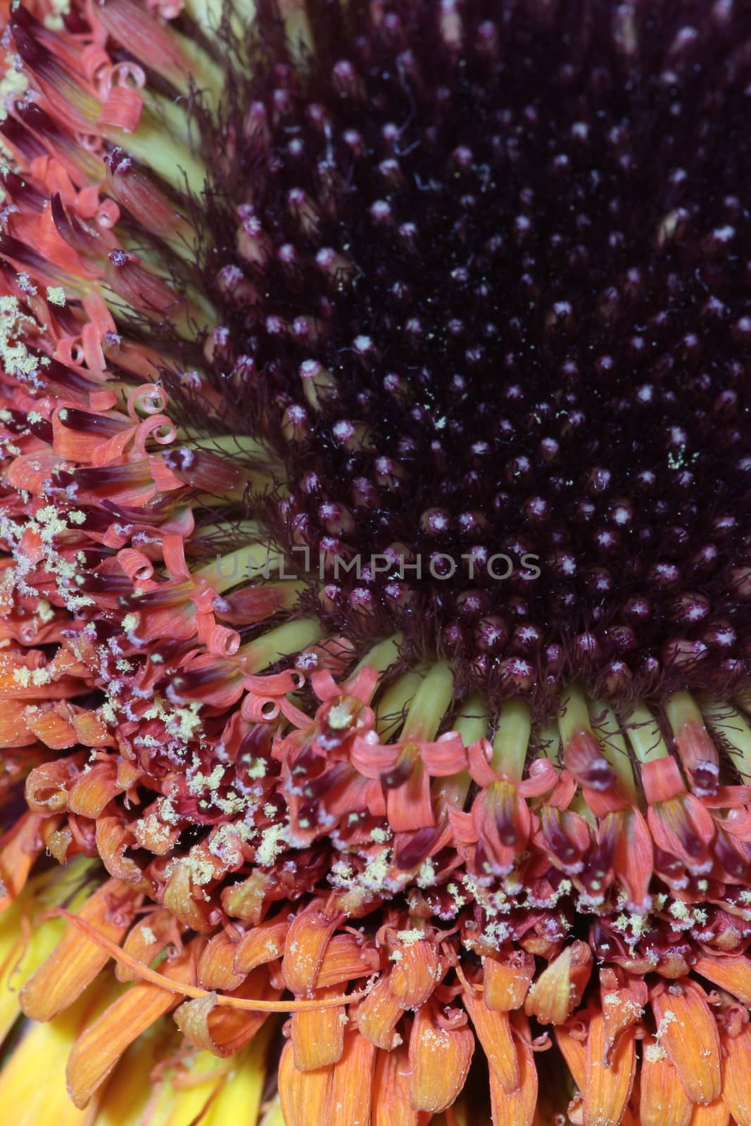 gerbera flower petals abstract background macro