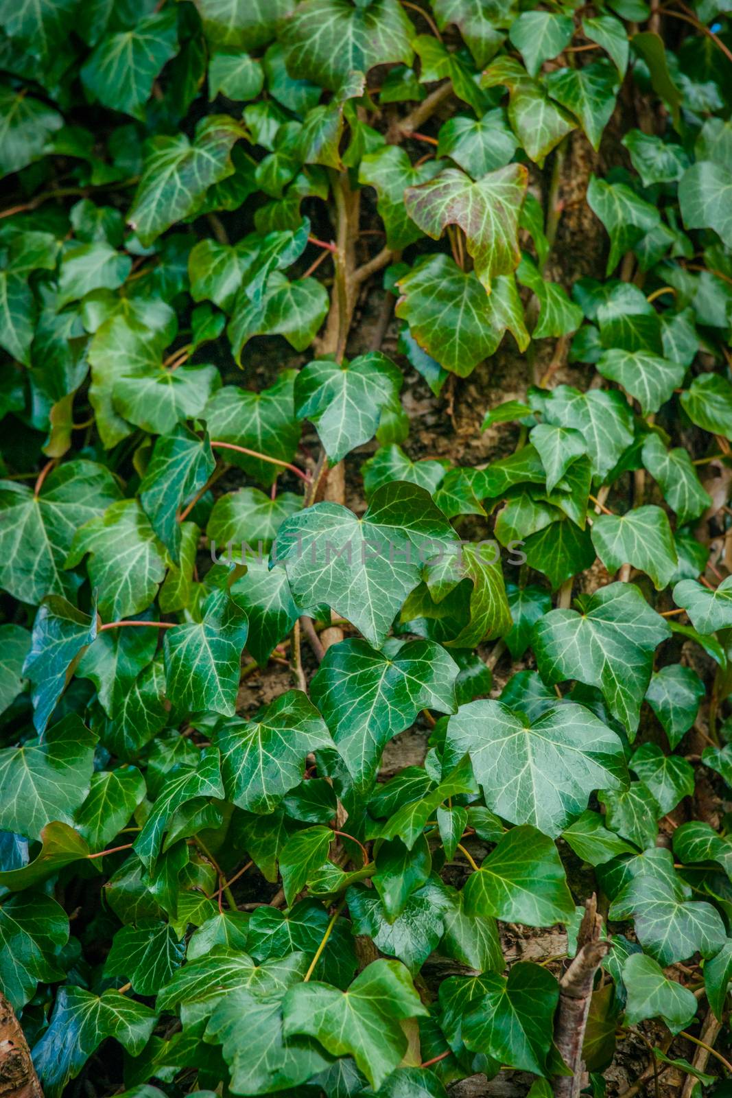 Ivy plant climbing up a tree