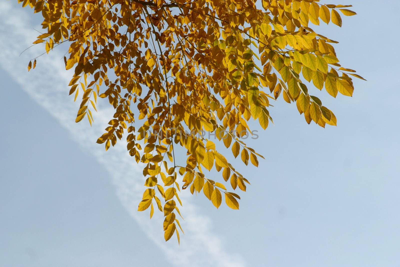 Autumn leaves