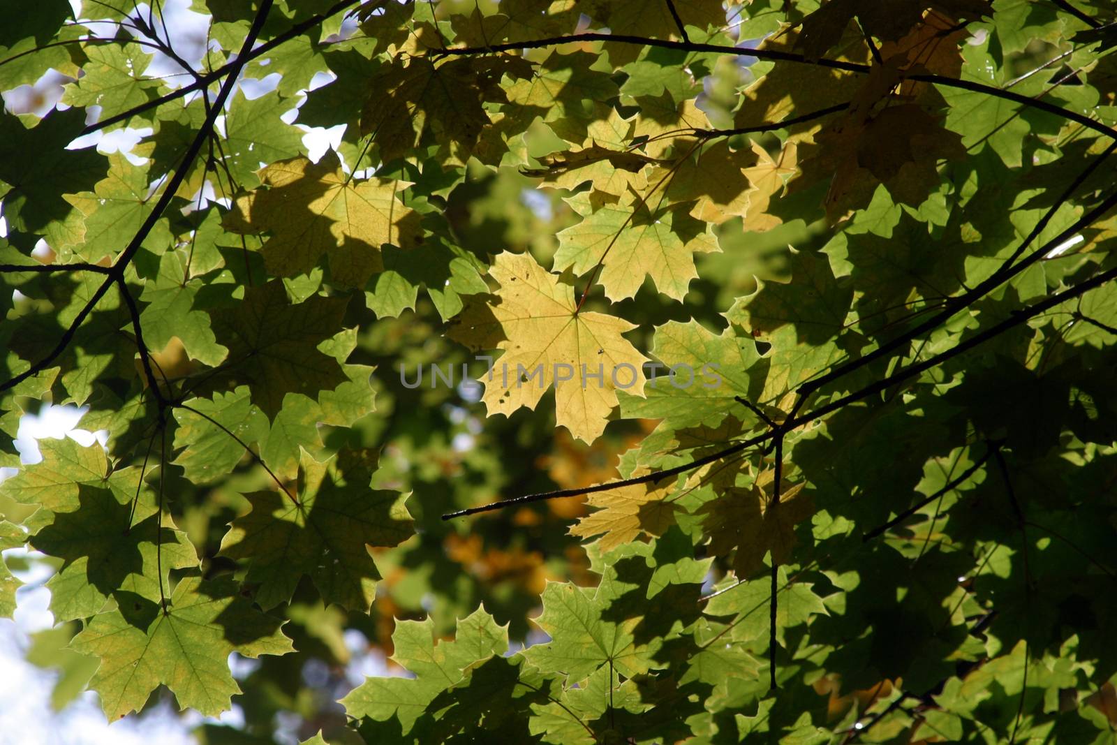 Autumn leaves