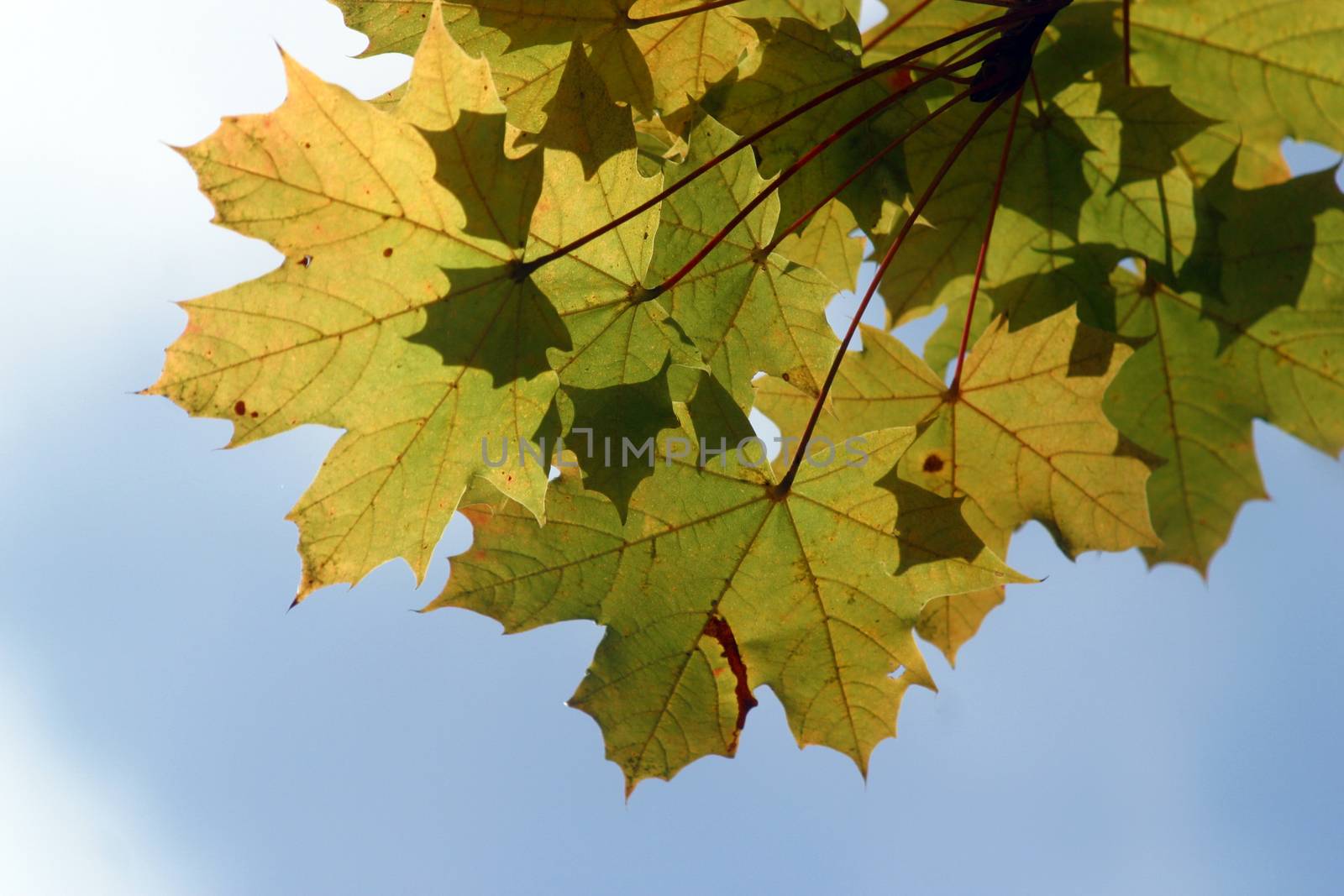 Autumn leaves