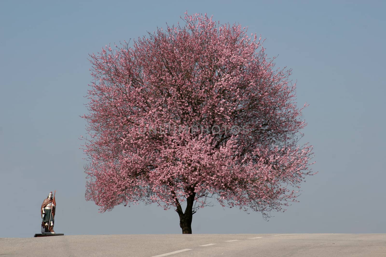 Saint Florian and tree in bloom in the earliest springtime