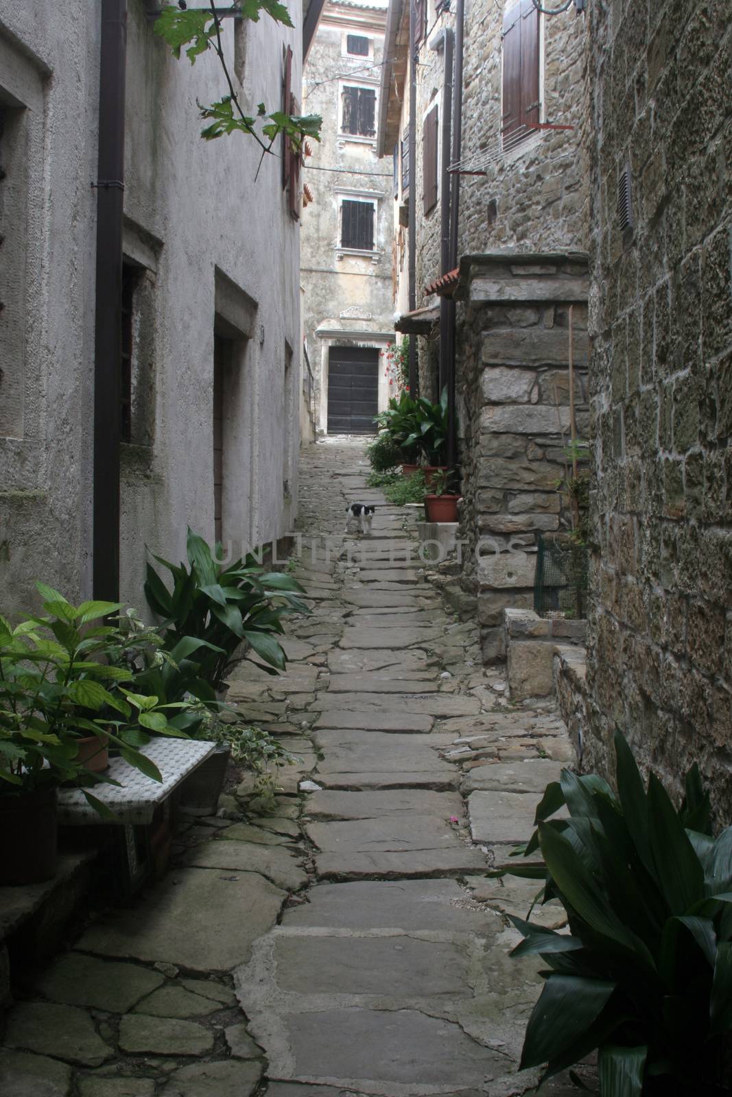 Street in small town Groznjan in Istria, Croatia