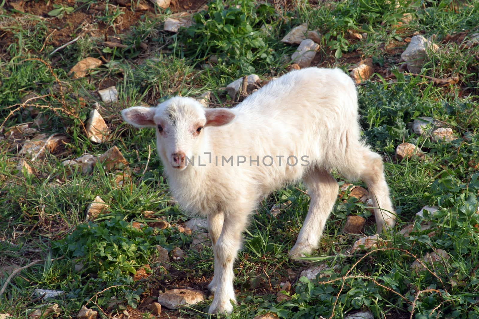 Cute lamb on green grass in spring