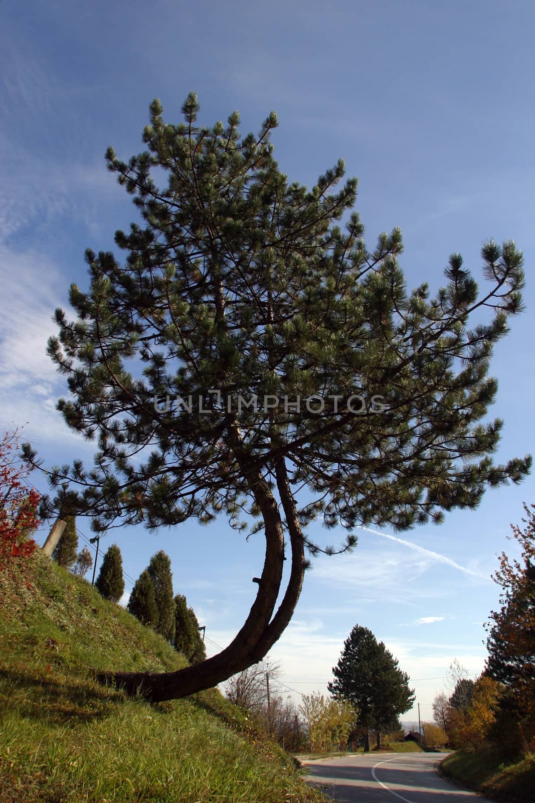 Twisted tree