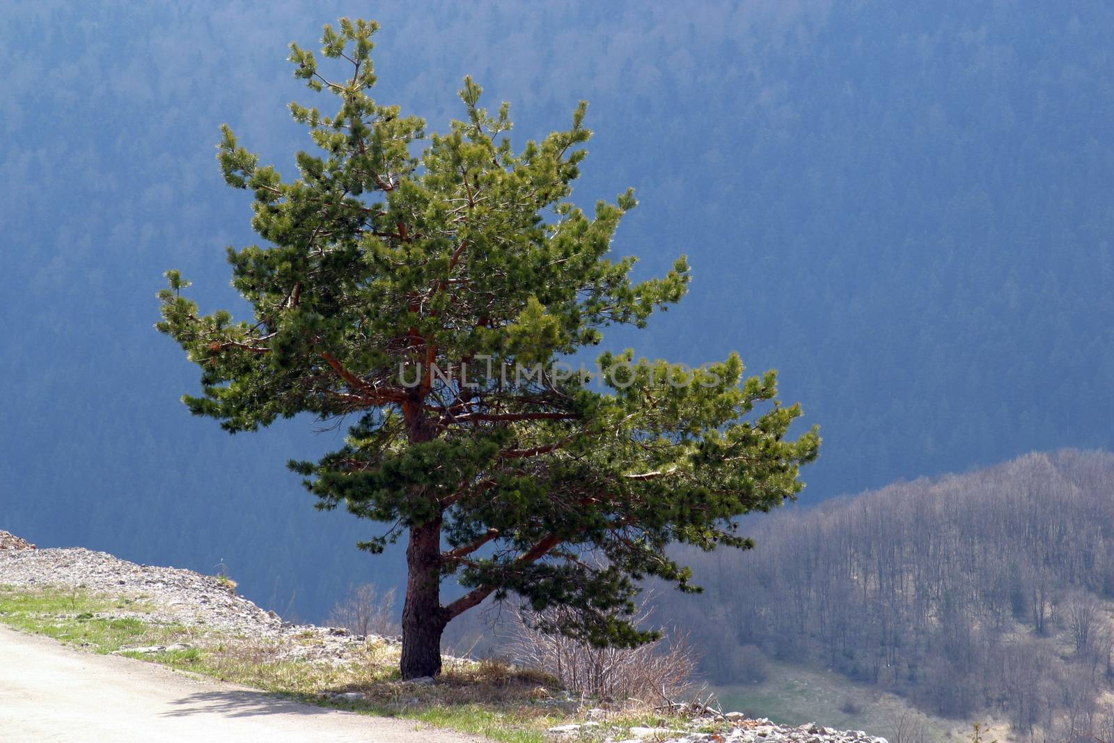 A tree stand alone