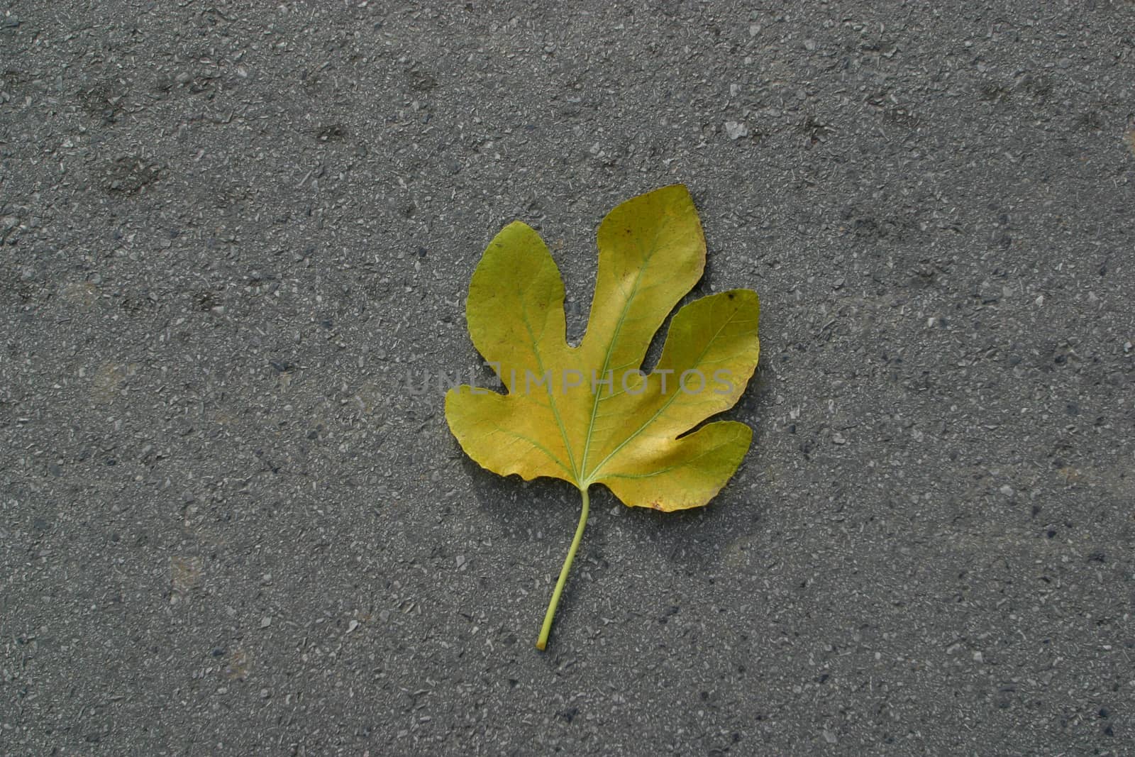 Autumn leaf