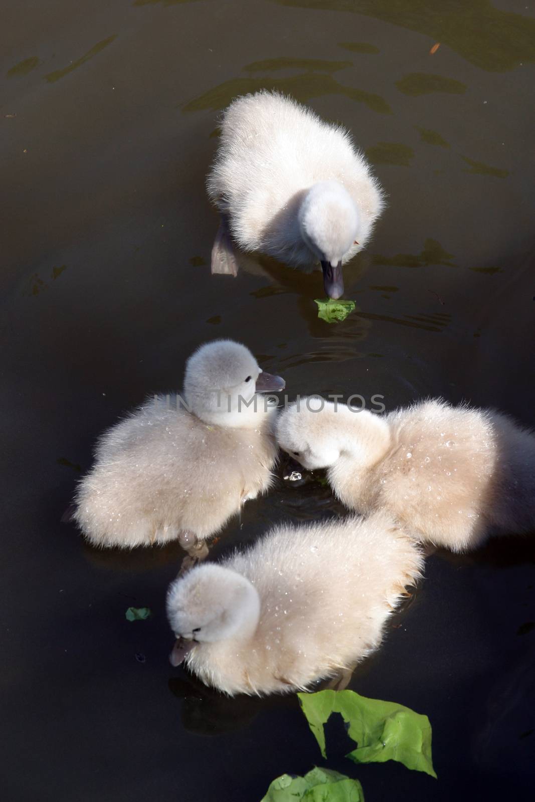 Mother swan with cygnets