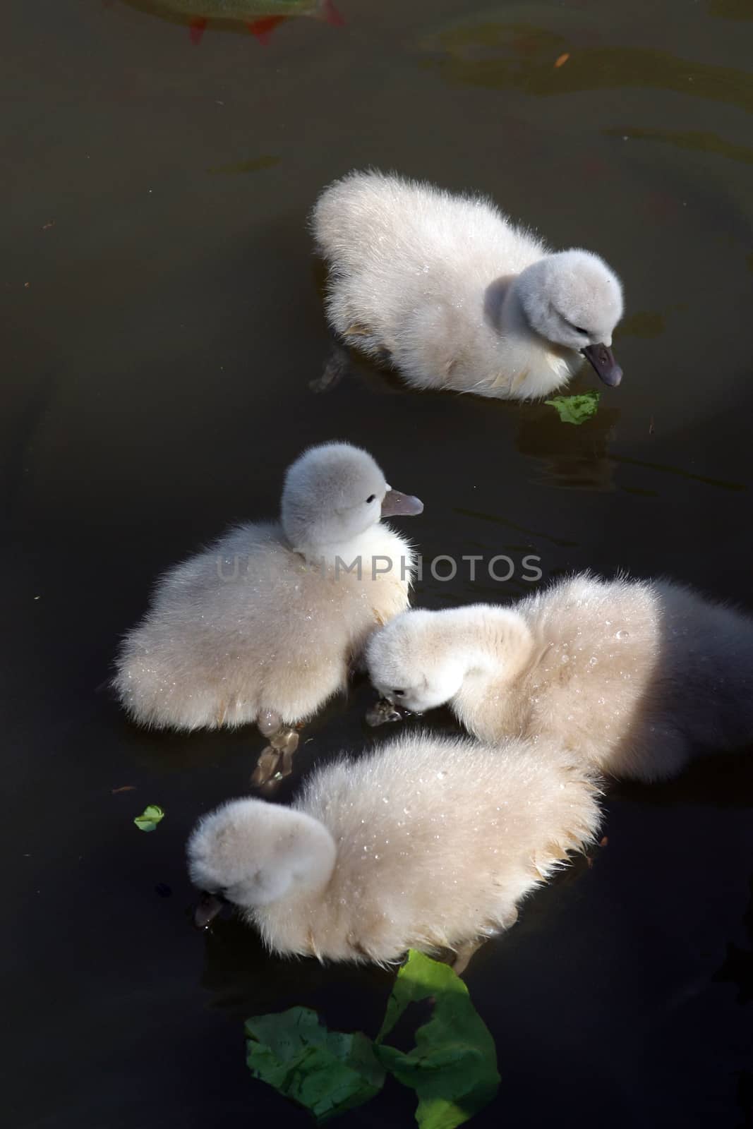 Mother swan with cygnets
