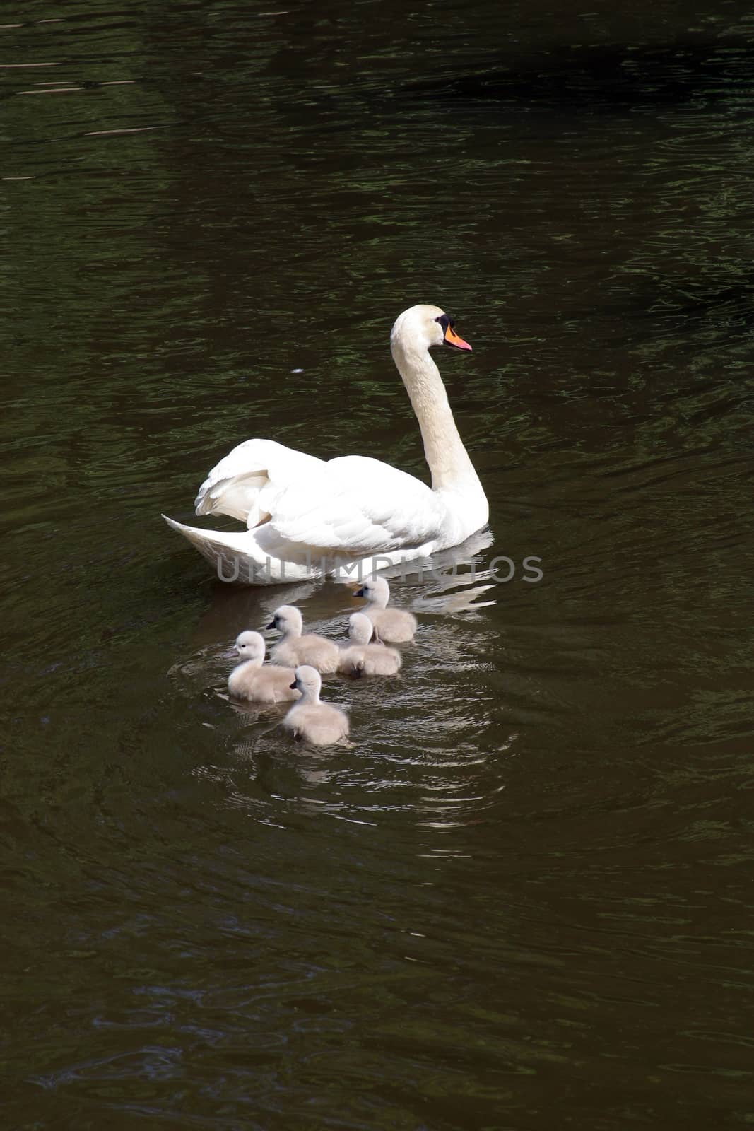 Mother swan with cygnets