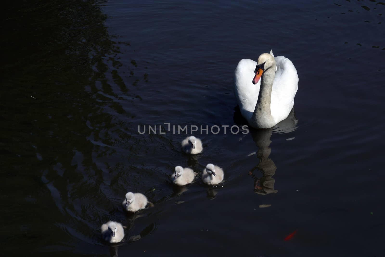 Mother swan with cygnets