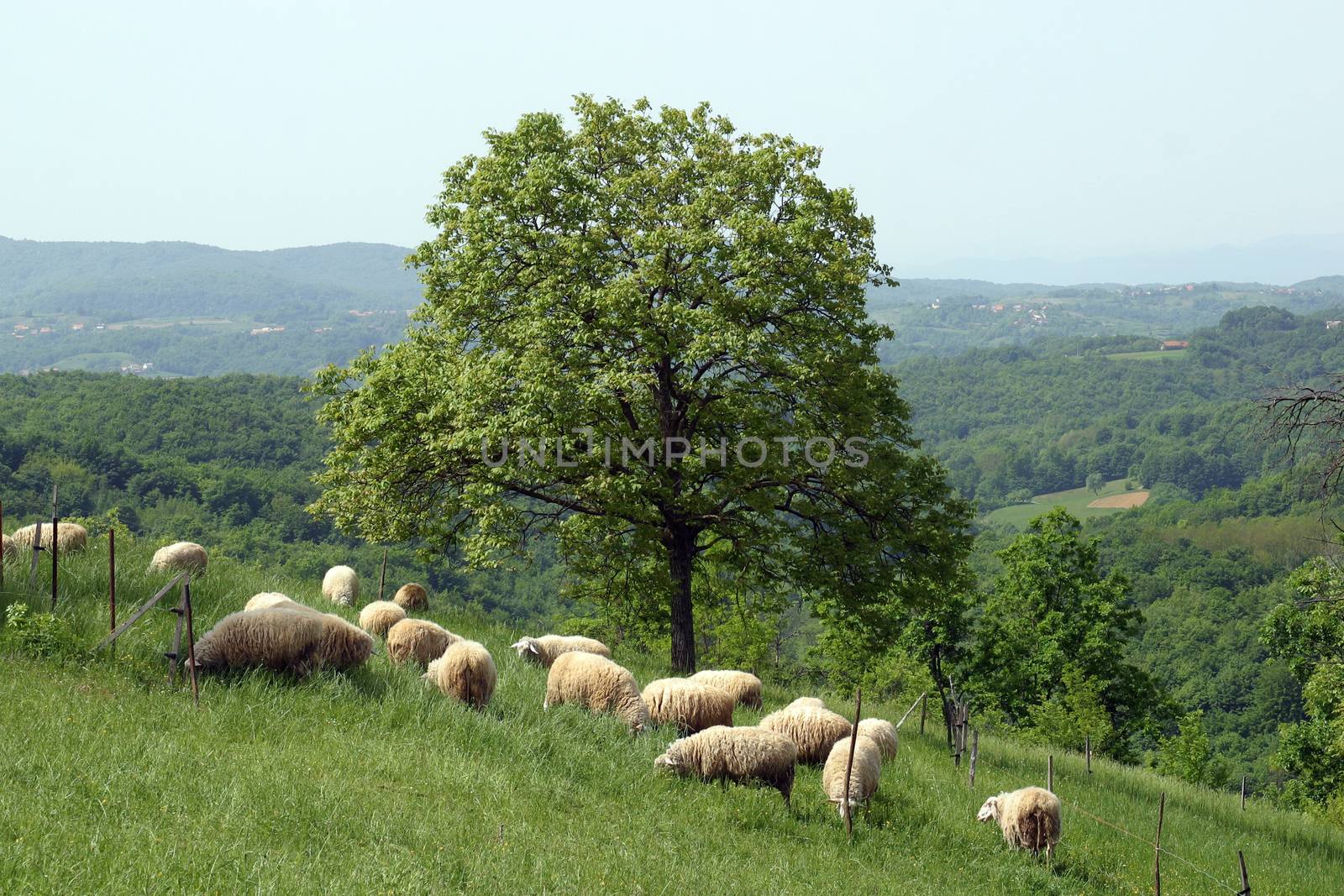 Sheep grazing in mountain
