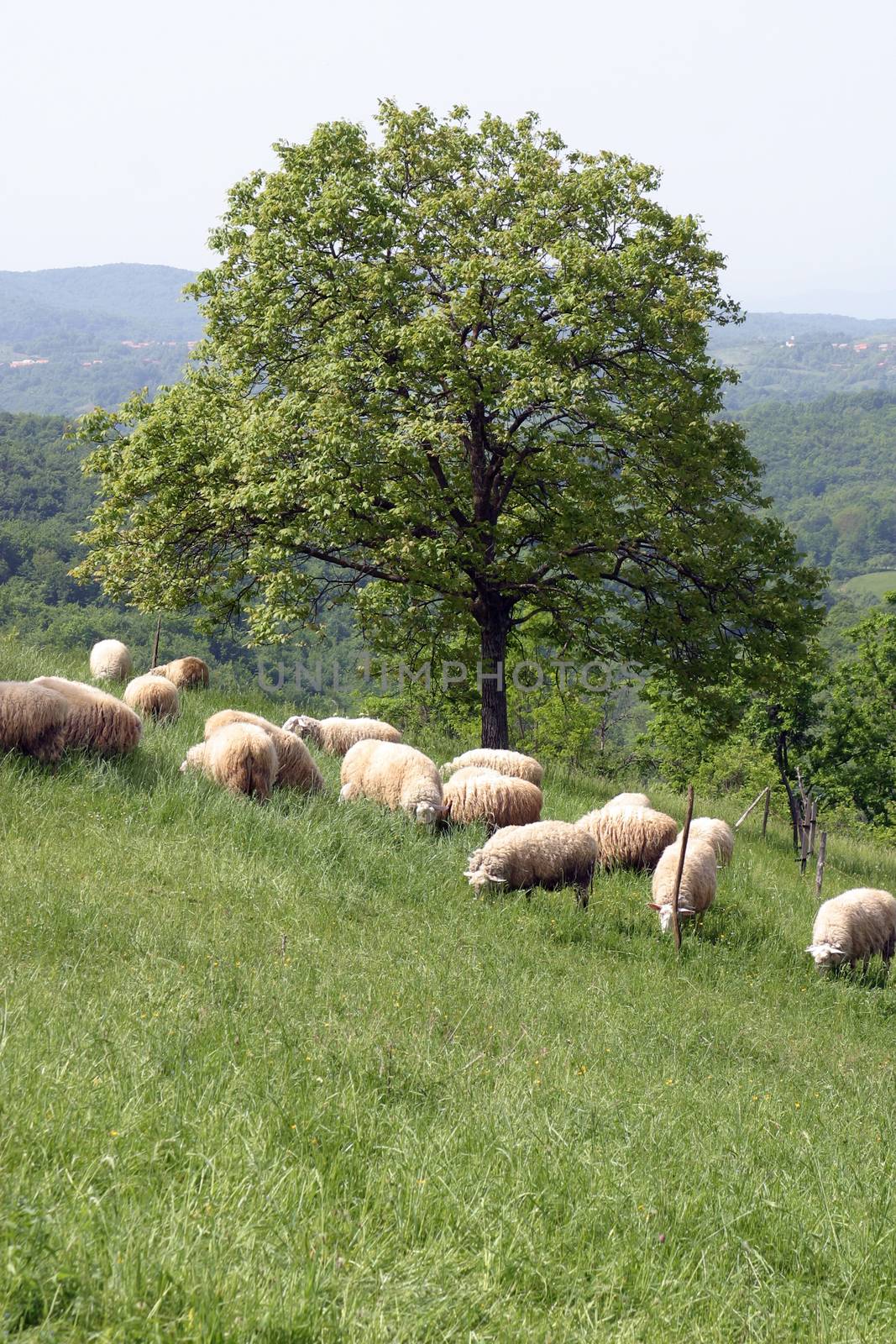 Sheep grazing in mountain